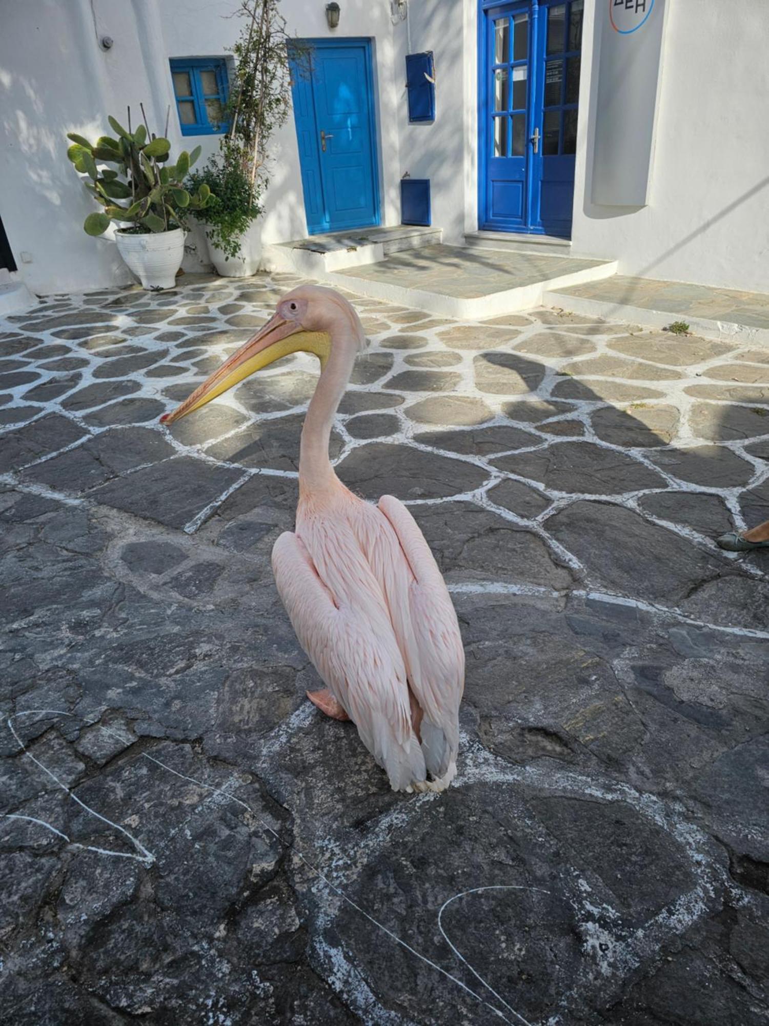 شقة Lalaland Mykonos Town المظهر الخارجي الصورة